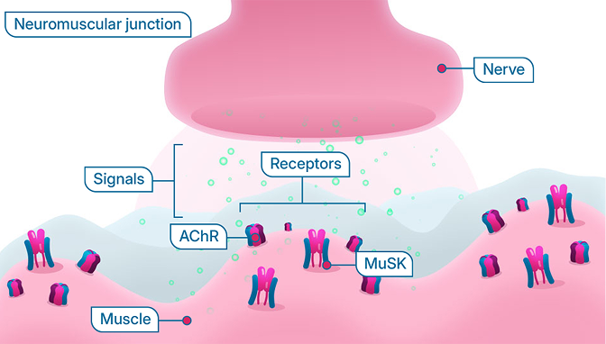 Neuromuscular junction