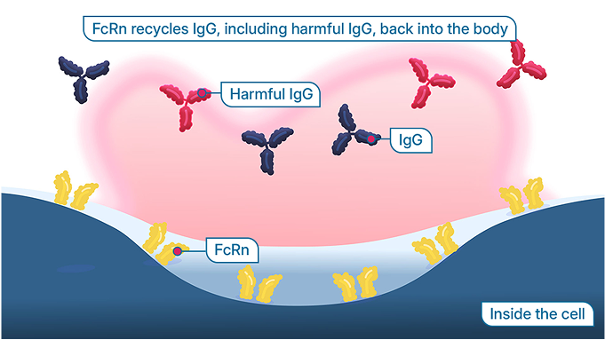 Inside the cell: FcRn helps keep IgG antibodies