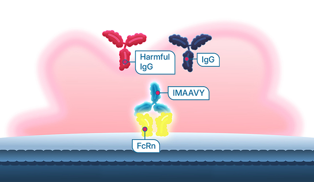 IMAAVY binding with FcRn to reduce IgG